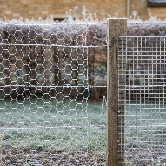 Chicken Wire vs Aviary Wire – What’s the Difference?