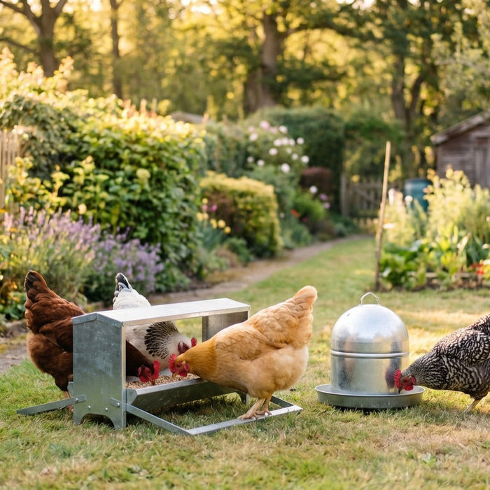 Hens using a galvanised chicken feeder and drinker in a garden