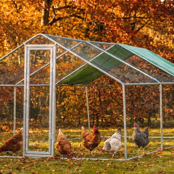 Flock of hens inside a large galvanised metal chicken run