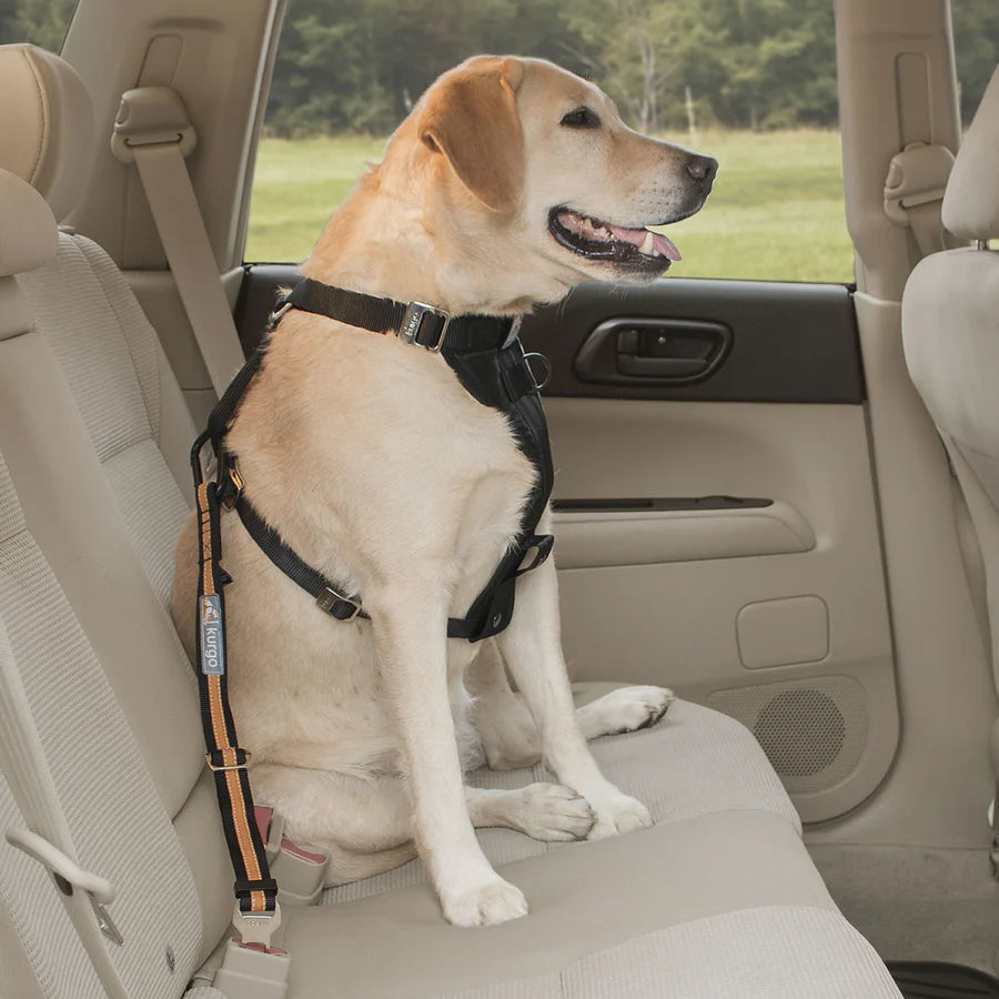 Small Pet Accessories