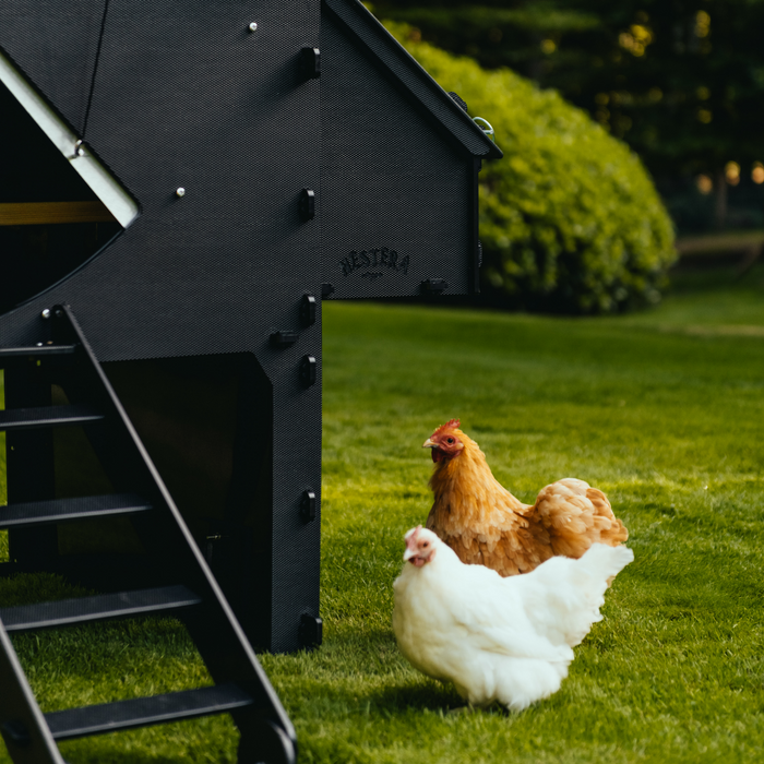 Nestera Raised Chicken House (Large 8 - 15 hens)